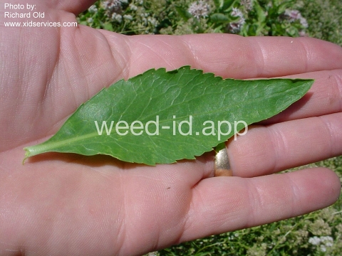 pepperweed, perennial